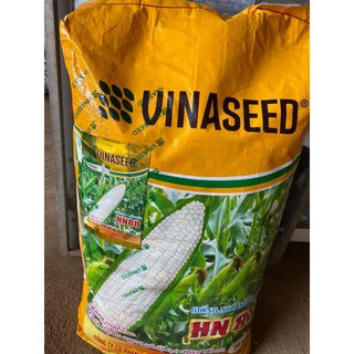 [500gram] Hạt giống ngô (bắp) nếp trắng lai F1 HN88