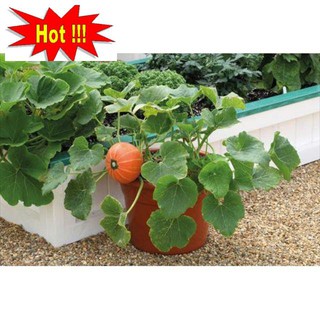 Hạt giống bí mini - 10 hạt