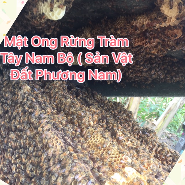 1000ml Mật ong rừng Tràm Tây Nam Bộ ( sản vật đất Phương Nam)