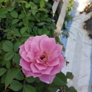 Hoa Hồng bụi Nhật Aoi (Hồng Aoi)(tặng kèm phân bón)