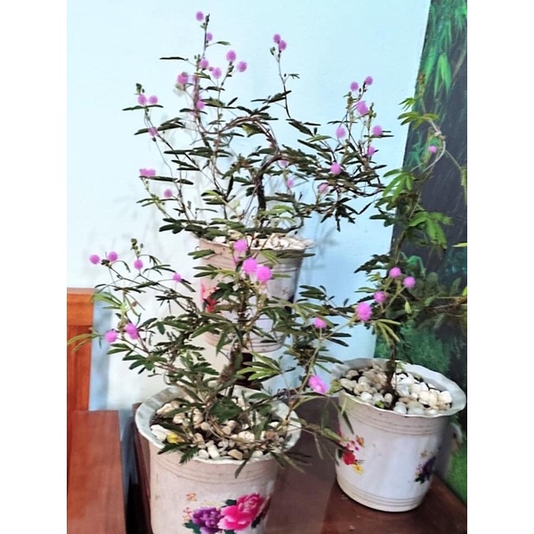 Cây giống hoa trinh nu