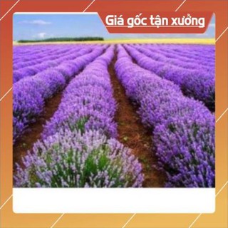 Hạt giống hoa oải hương- gói 100 hạt