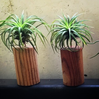 Combo 2 Cây không khí và 2 đế đỡ gỗ - Tillandsia holder - #Ionatha_fueguo