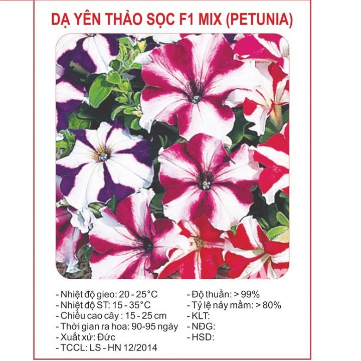 Hạt giống hoa dạ yến thảo sọc Mix nhiều màu gói 100 hạt xuất xứ Đức