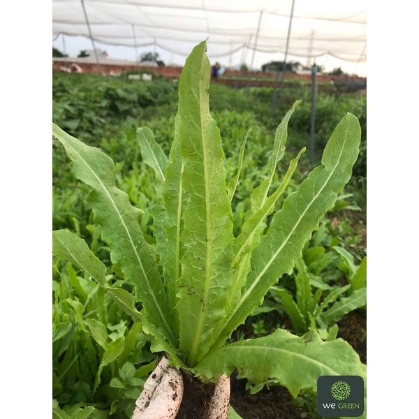 5g Hạt giống Rau Diếp Thơm  dễ trồng quanh năm, thơm ngon, được ăn sau 30 ngày