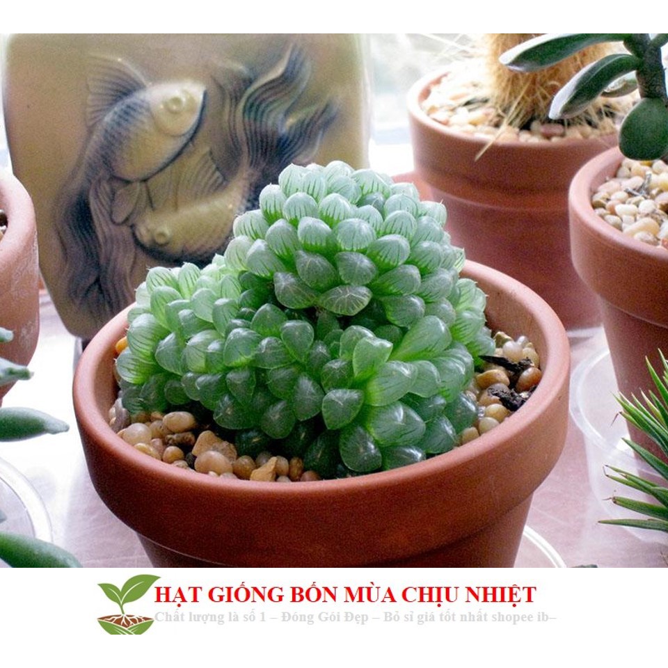 HẠT GIỐNG SEN ĐÁ KIM CƯƠNG - NGƯỢC NẮNG VẪN TỎA SÁNG LUNG LINH 10 HẠT