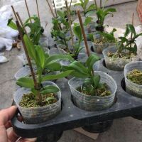 Phi điệp 5 cánh trắng mắt nai hòa bình