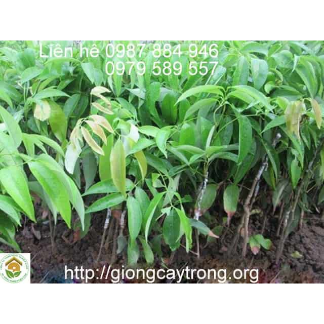 Cây Vải Thiều Lục Ngạn - ĐHNN1
