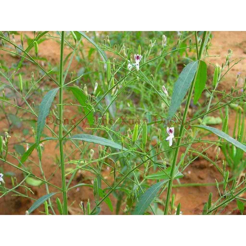 Hạt Giống Xuyên Tâm Liên - Gói 50 hạt