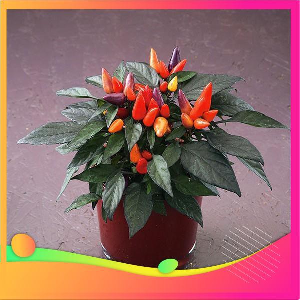 Hạt Giống Ớt Ngũ Sắc - 30 Hạt  VIETGAR