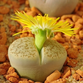 sen mông ( sen lithop)