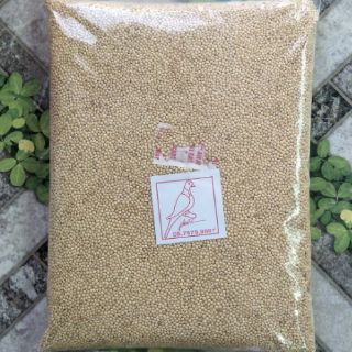 Cỏ Thái Trắng