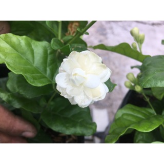 Cây hoa lài trà hoa nhỏ nhưng cực thơm