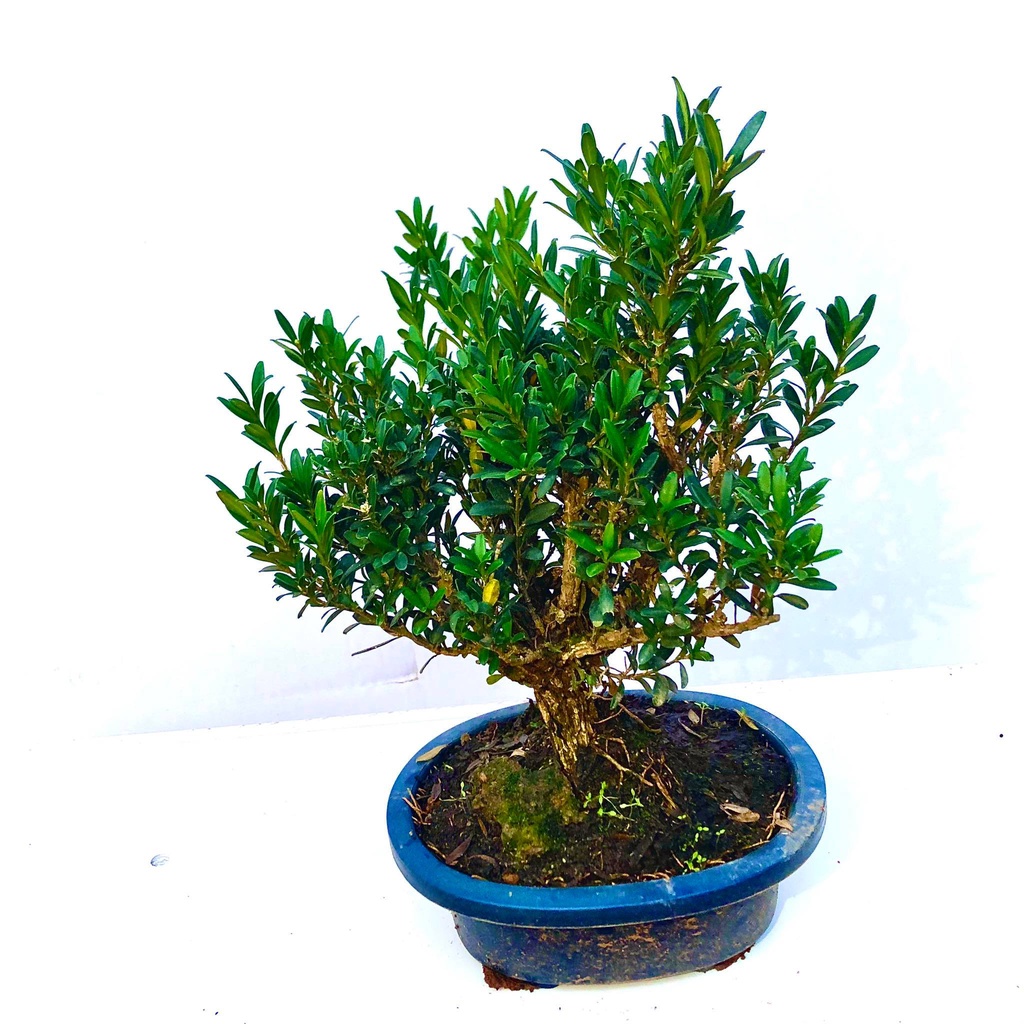 Cây hoàng dương thái chậu tròn (Ảnh thật)