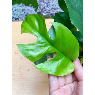 Câu Monstera mini