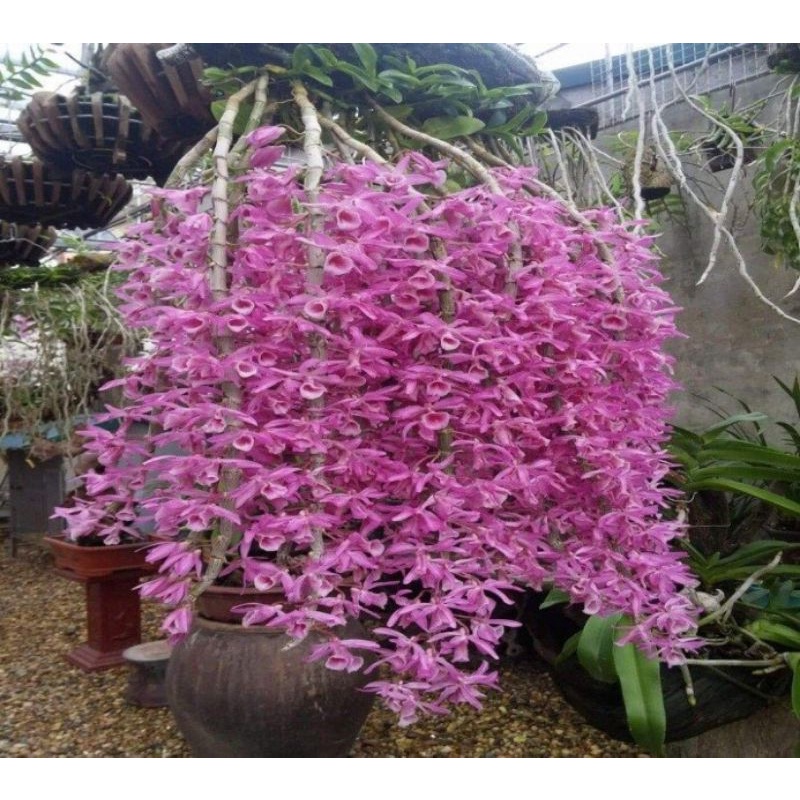 Phân bón B1 -  30g,  chuyên dùng cho hoa. Hoa hồng, hoa lan, hoa cúc, hoa đào, hoa ly