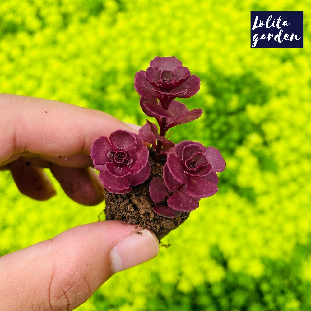 Sen đá sedum huyết long Đà Lạt size mini cây cảnh trang trí nhà cửa Lolita garden
