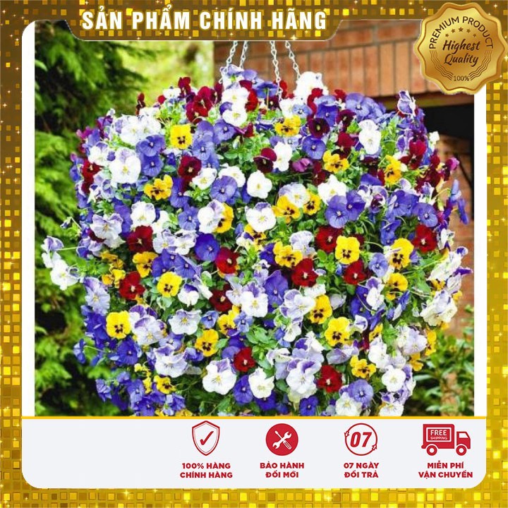 Hạt giống hoa Viola pansy mix nhiều màu