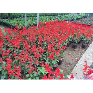 hạt giống hoa xác pháo đỏ