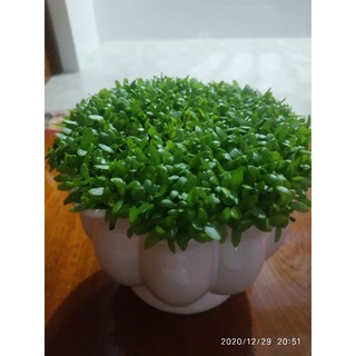 Hạt giống cỏ may mắn gói 10g
