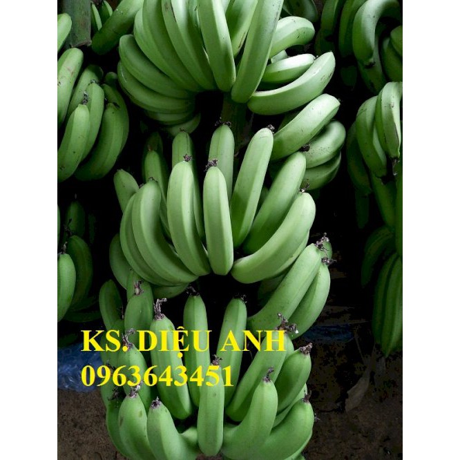 CÂY GIỐNG CHUỐI GIÀ LÙN NAM MỸ SIÊU QUẢ SIÊU KINH TẾ