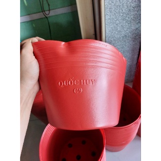 combo 100 chậu c9 đỏ liên an