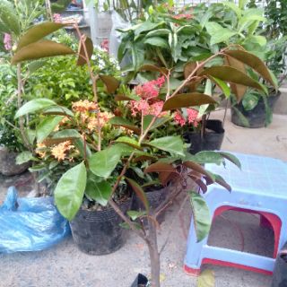 Cây giống vú sữa lò rèn