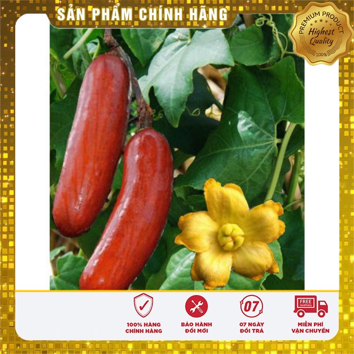 Hạt giống dưa chuột vỏ đỏ khổng lồ LUCKY SEEDS