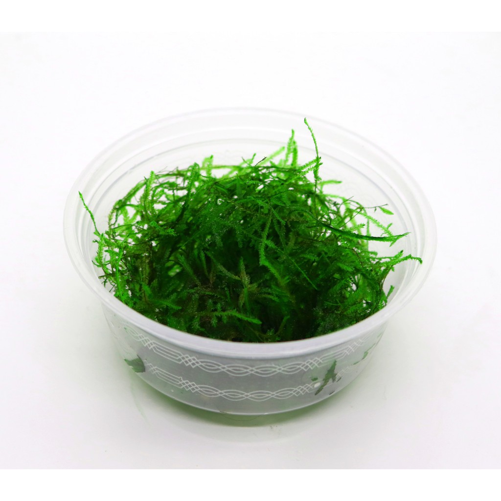 Rêu Java - Taxiphyllum barbieri