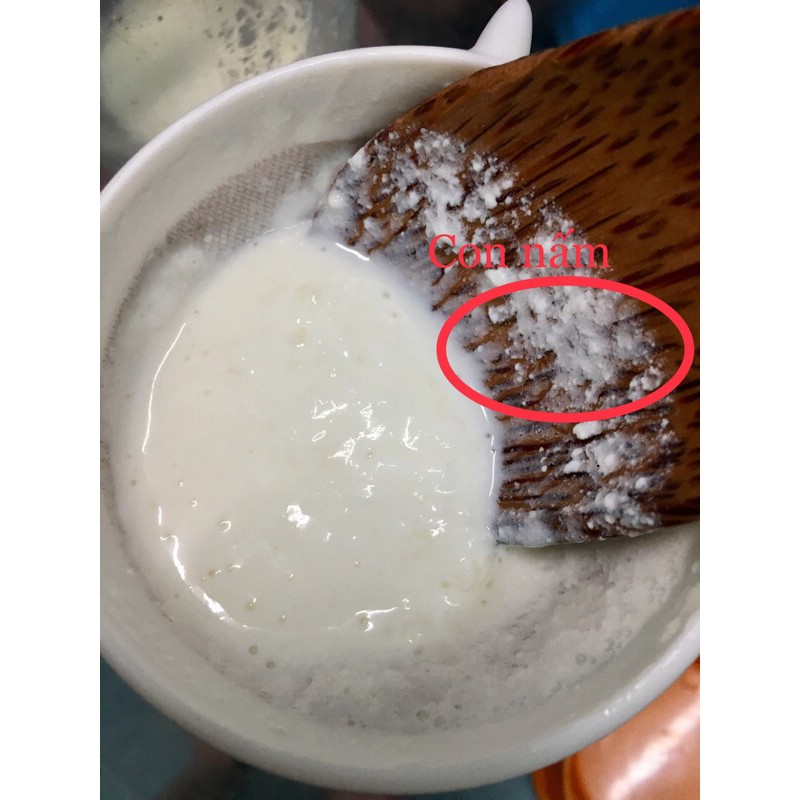 Nấm sữa Kefir-Bảo hành nếu nấm chết-Mua 6 bịch tặng rây nhựa | BigBuy360 - bigbuy360.vn