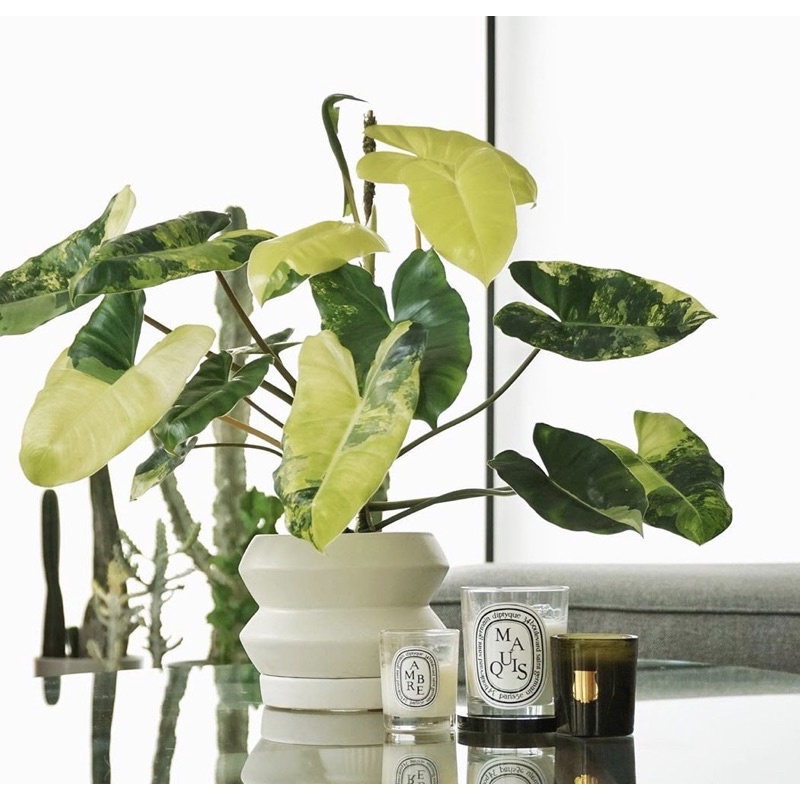 Cây trầu bà Philodendron Burle Marx Variegated