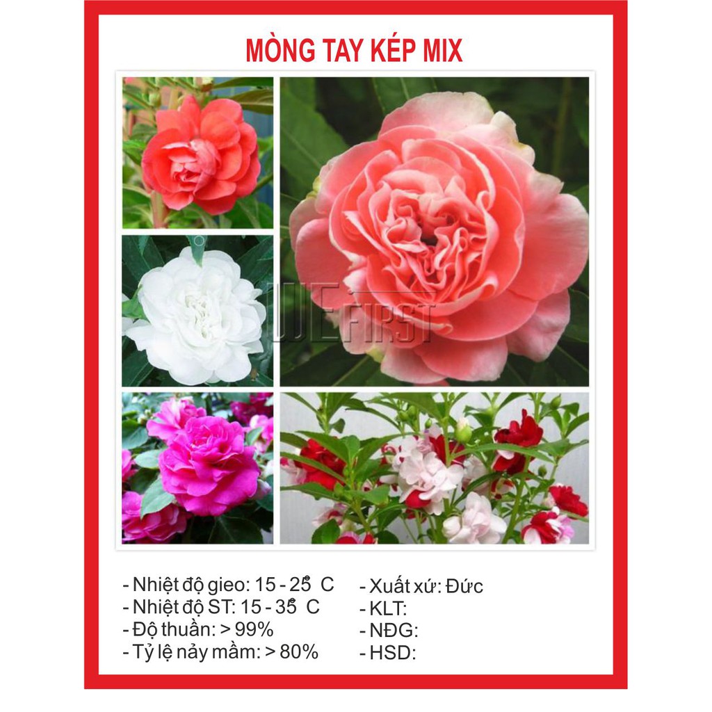 Hạt Giống Hoa Móng tay Kép