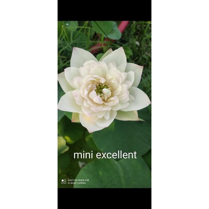 Củ sen mini excellent