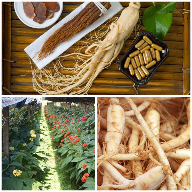 Hạt giống nhân sâm Hàn Quốc gói 5 hạt