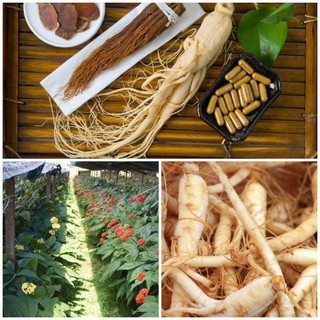 Hạt giống nhân sâm Hàn Quốc gói 5 hạt