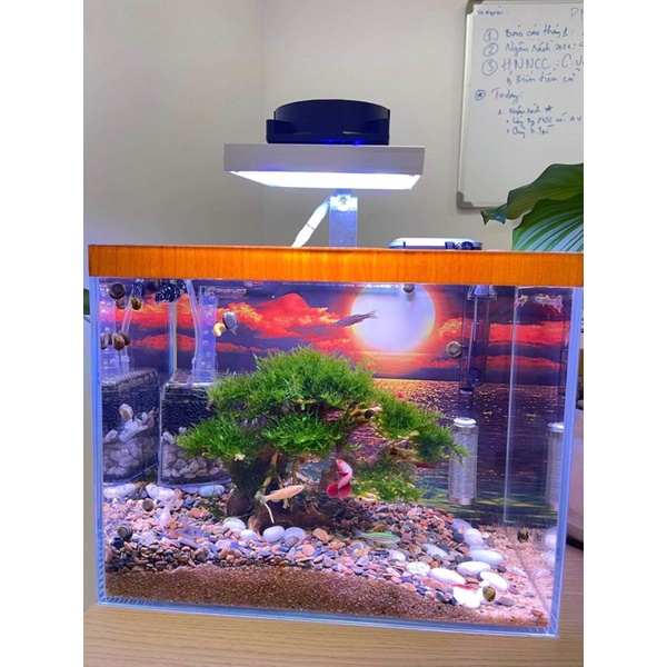 Đèn wrgb led luxeon