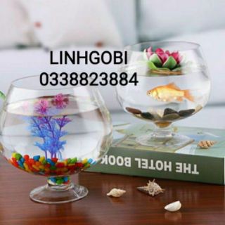Bể cá thủy tinh để bàn.Bể cá có chân, dáng chiếc ly