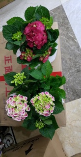 Hoa Cẩm Tú Cầu