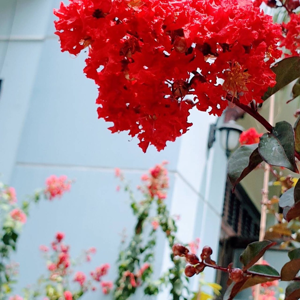 BẦU CÂY GIỐNG TƯỜNG VI HUYẾT LONG