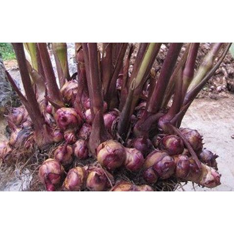 1kg Cây Dong Riềng Đỏ khô, hỗ trợ điều trị bệnh mạch vành chuẩn hàng loại 1