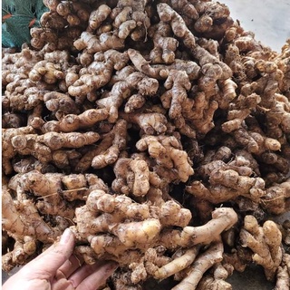 Bột gừng sẻ (gừng ta) nguyên chất