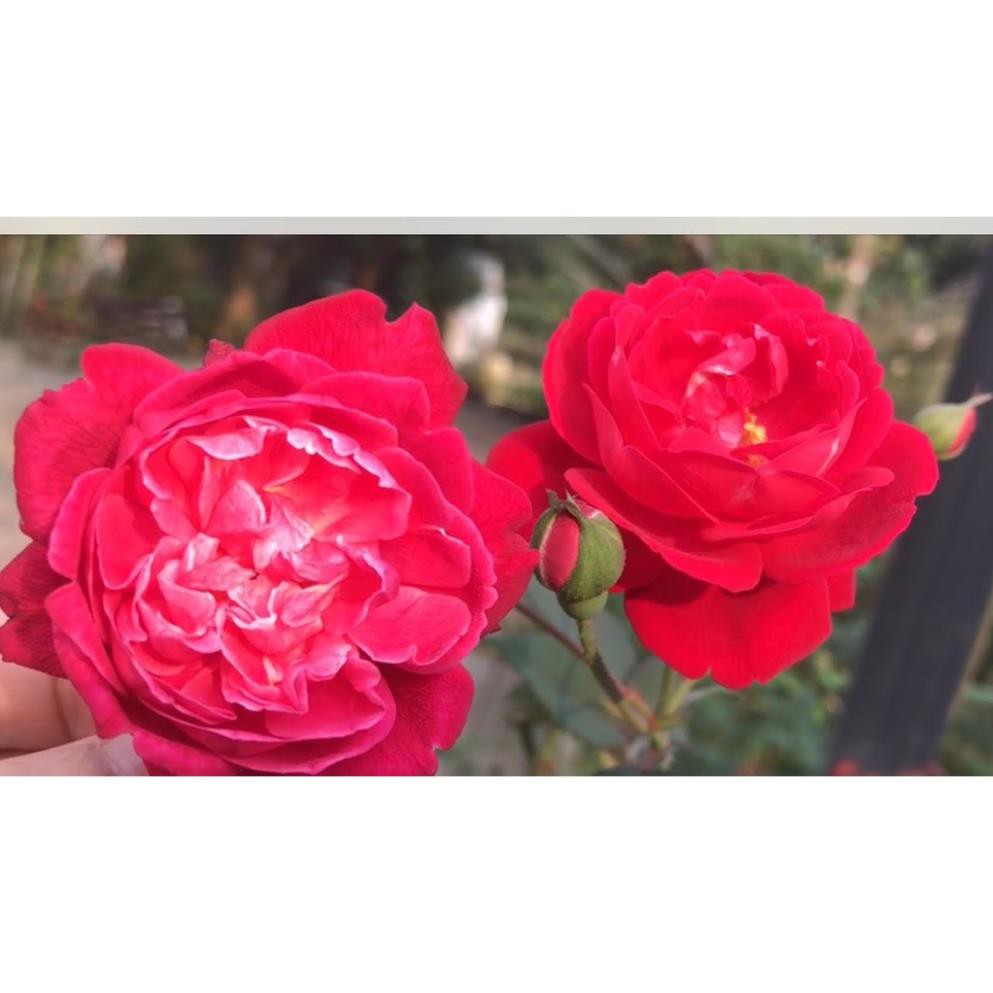 bầu HOA HỒNG CỔ QUÊ SON- BẦU CÂY GIỐNG DÂM CÀNH TỪ CÂY MẸ NGUYÊN BẢN + Tặng 01 cây dâu da đất( bòn bon)