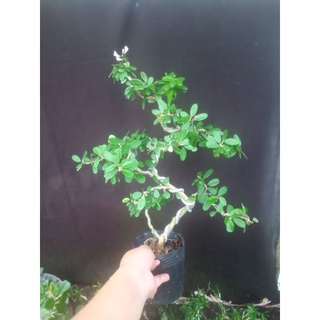 cây linh sam hồng phấn