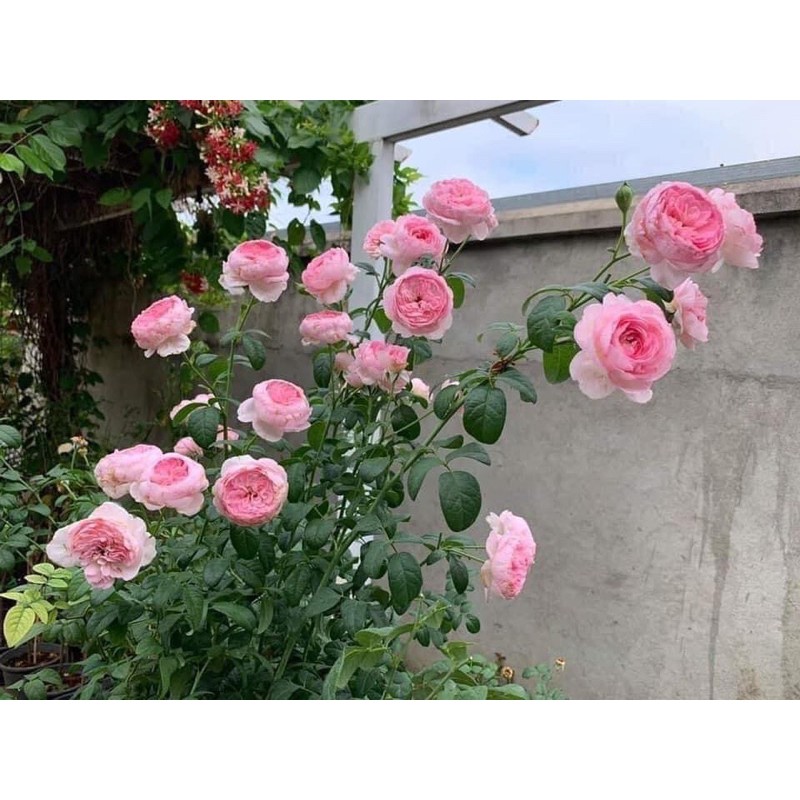 COMBO 5 GỐC HỒNG CỔ SAPA TẶNG KÈM KÍCH RỄ VÀ HƯỚNG DẪN TRỒNG)