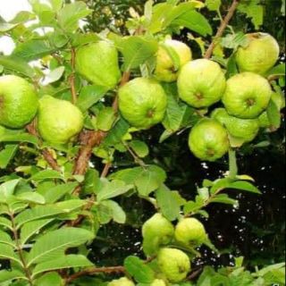 Cây giống ổi lê miền bắc