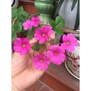củ hoa oxalis boiwe mới thu hoạch