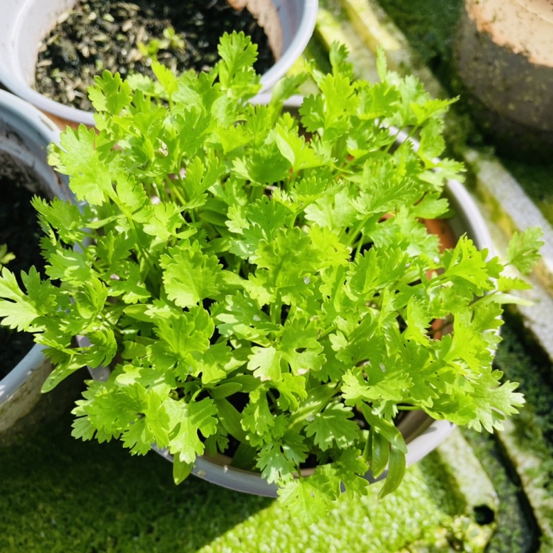 Cây Giống Ngò Rí