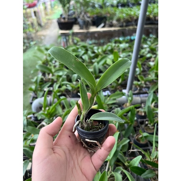 Catleya mini Loog Tone x Galaxy cây trung màu mới