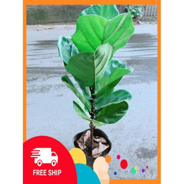 Bàng Singapore (cao 90cm, ngang 30cm)