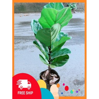 Bàng Singapore (cao 90cm, ngang 30cm)